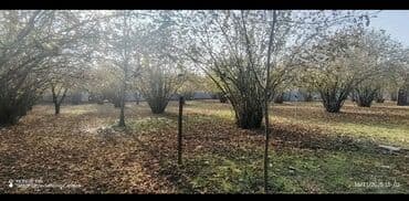 qaraçuxurda kirayə evlər 2022: 10 sot, Tikinti, Barter mümkündür, Kupça (Çıxarış) — 3