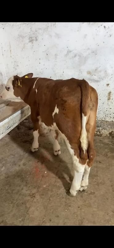 diwi dana: Simental cinsi buzov - Rəng: qırmızı-ağ ləkəli - Qulaq birkaları — 6