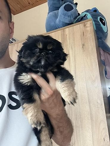 heyvanlar: Pekines, 2 ay, Dişi, Peyvəndli — 7