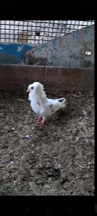 danisan quslar: Ağ rəngli bəzəkli göyərçin – boyun və döş hissəsində sıx, qabarıq — 3