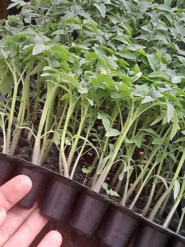 monstera bitkisi: “Rijk Zwaan” şirkətinin məhsuludur. Açıq struktura sahib — 3