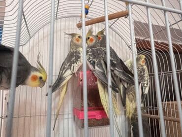 cücə qəfəsi: Nimfa (cockatiel) tutuquşuları – müxtəlif rənglərdə və naxışlarda - — 1