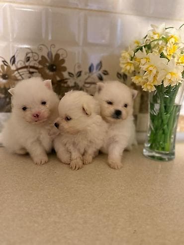 Птицы: Шпиц — 4