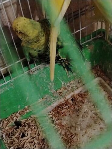 Daqcıq” cinsli xonça tutuquşuları (budgerigar/paraket)