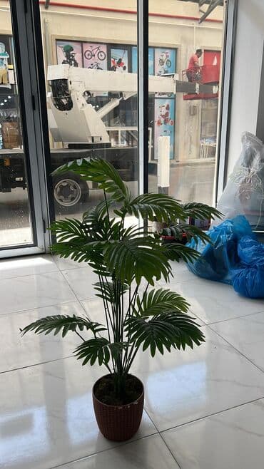 dekarativ guller: 🌸 İstədiyiniz dibçəyi, istədiyiniz ölçüdə yığırıq! 🏡 Evlər, ofislər — 24