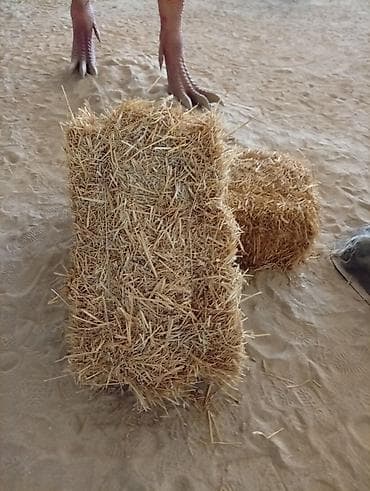 Digər heyvanlar: Saman balyaları - Material: təbii taxıl samanı - Forma: düzbucaqlı və — 1