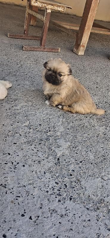 ovcarka satilir: Pekines, 1 ay, Dişi, Peyvəndli, Rayonlara çatdırılma — 2