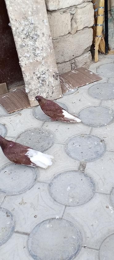 quşlar goyərcin: Agquyruqlar 5de erkekdi qiymet birine aiddi — 3