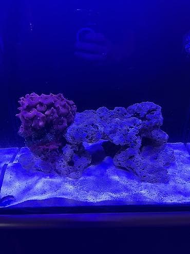 Quşlar: Hazir okean akvariumu satilir icinde dashi qumu 3 ilbizi musherom — 3