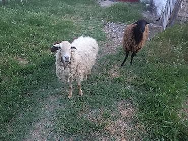 labrador qiymeti: Salam heyvanlar satılır qiymət 3300 — 7