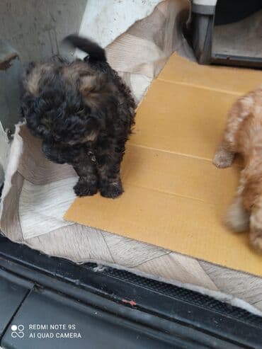 отдам собаку в хорошие руки: Пудель, Самка — 2