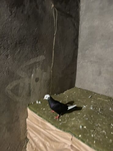 cau cau qiymeti: Kom 10
Manatdan tek tek ayri qiymetdi — 6