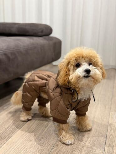 kanqal balası: 2 ay, Erkek, Peyvəndli, Ünvandan götürmə — 6