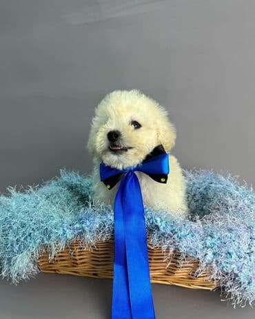 ən gözəl it adları: Bişon Frize — 4