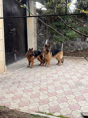 Alman çoban iti, 1 il, Dişi, Peyvəndli, Ünvandan götürmə lalafo.az -da — 3 Alman çoban iti, 1 il, Dişi, Peyvəndli, Ünvandan götürmə — 3