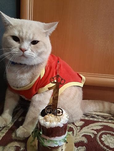 ponço nədir: Ponçikin 3 yaşı var vaxdım yoxdu baxa bilmirəm deyə satıram 1 sunka — 4