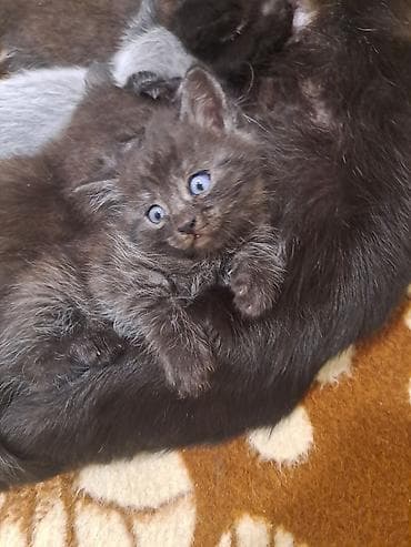 bala pişikler: Yaxşı əllərə — 1