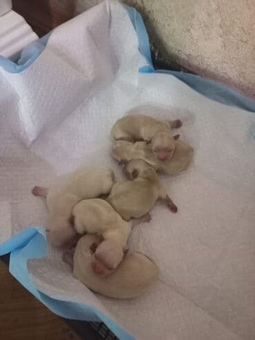 Pekines, Erkek, Sənədli, Ünvandan götürmə lalafo.az -da Pekines, Erkek, Sənədli, Ünvandan götürmə