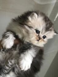 maraqli pişik adları: Fars — 2