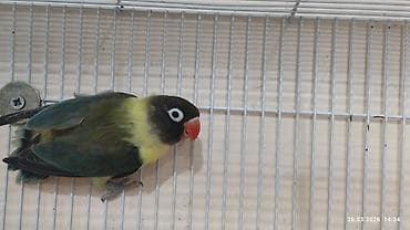 dekorativ quslar: PAPUQAY FİŞER ERKƏK DİŞİ.TƏK TƏK AYRI QİYMƏT CÜT AYRI QİYMƏTDİ — 4