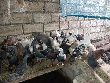 kənd toyuqlarının satışı: Məhsul: Ev göyərçinləri – müxtəlif cins və rənglər Təsvir: - Şəkildə — 1