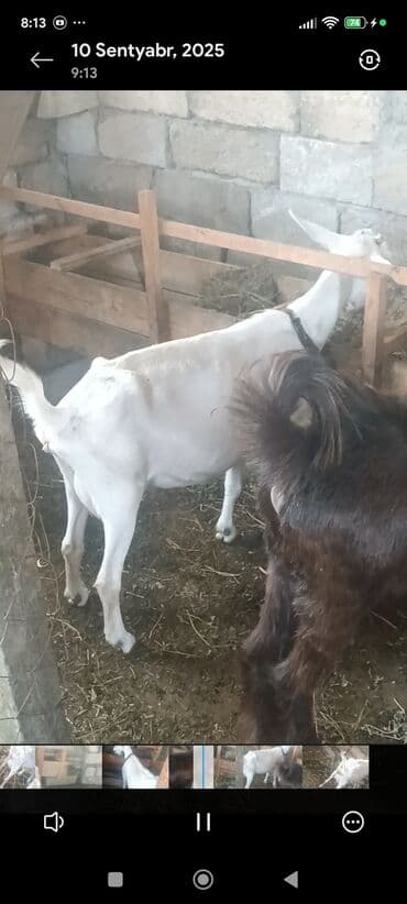 Ягнята: Məhsul: Südlük keçilər Təsvir: - Şəkillərdə bir neçə baş keçi — 2