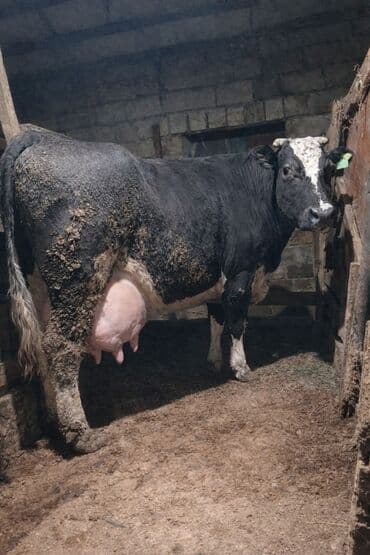 18 20 litr sudu var .teze dogub balasiz satiram .qapisina yaxsi mal