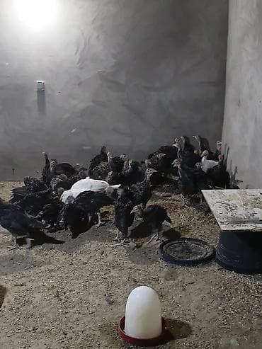 Məhsul: Gənc hinduşkalar (türkə) Təsvir: - Şəkillərdə qapalı, təmiz