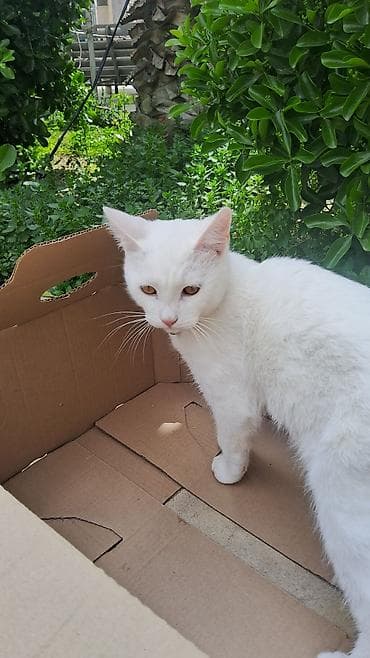 it balalari satilir: Erkək, Yaxşı əllərə — 4