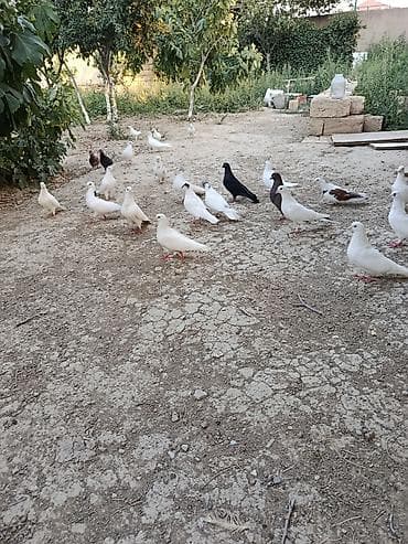 quş xana: Məhsul: Ev təsərrüfatı üçün göyərçinlər (qrup halında) Təsvir: - Bir — 2
