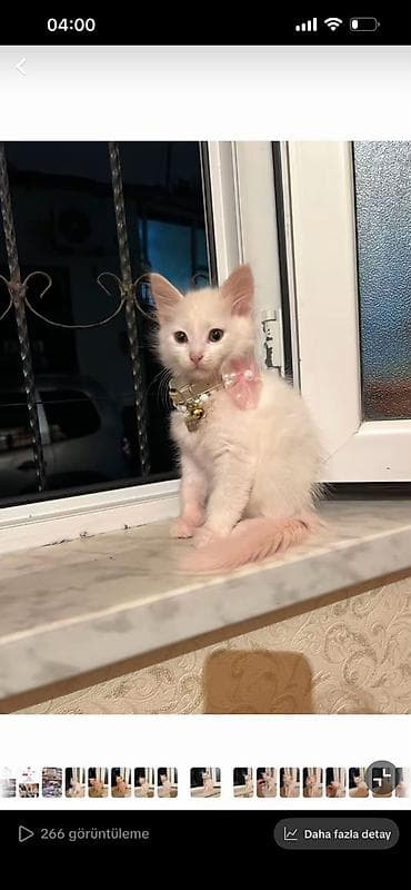 ev heyvan adlari: Ağ tüklü, yumşaq və sıx xəzə malik ev pişiyi. Şirin, ifadəli böyük — 1