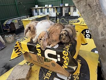 akvarium dekor: 🐰 Mini Lop dovşanlar 🤍 4 ədəd sağlam və baxımlı mini lop var. • 2 — 5