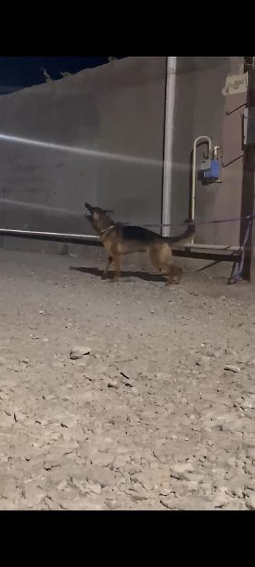 spaniel it: Alman çoban iti, 1 il, Dişi — 8