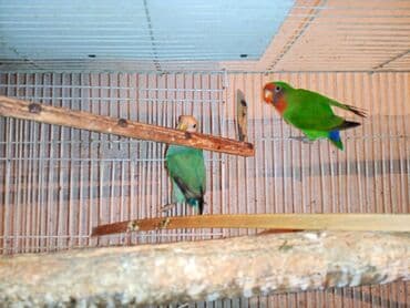 tuk tuk mmc: Nerazlucnik fişer ayrilmazlar maskvıy deyillər cütdu satılır hazır — 8