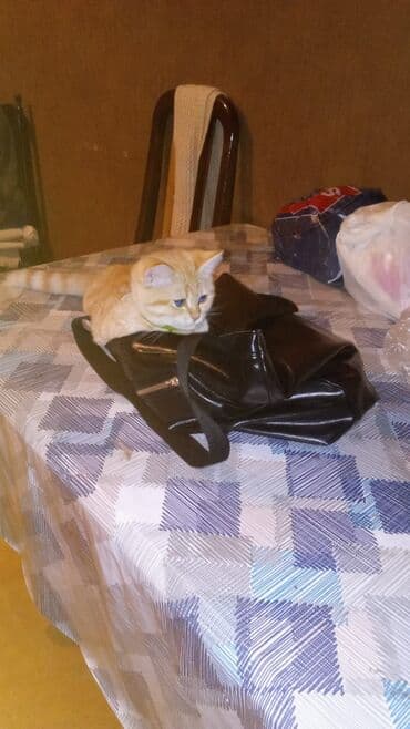 pişik sudu: Yaxşı əllərə — 2