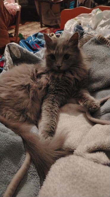 heyvanlar at: Pisiy disi — 3