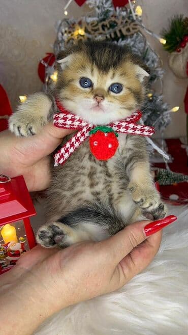 it cinsleri adları: Gold shinshilla skodish balalar — 6