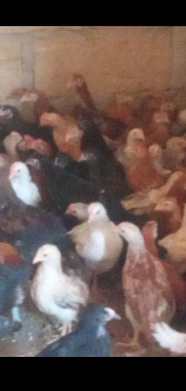 avstrolop cücələri: Toyuq cücələri, Damazlıq — 6