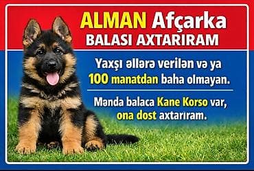 golden retriver it: Alman çoban iti, 3 ay, Erkek, Peyvəndli, Ünvandan götürmə, Pulsuz çatdırılma, Ödənişli çatdırılma — 1