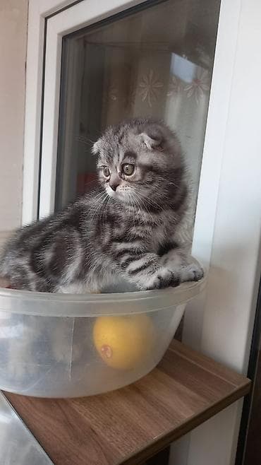 balaca pişikler: Boz tüklü balaca pişik balası - Cins tipi: qısa tüklü, bərk və sıx — 7