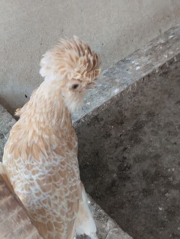 ayagi tuklu toyuqlar: Toyuq, Damazlıq — 2