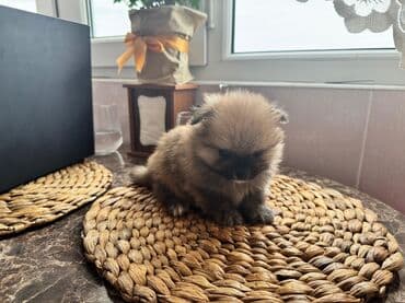 собака шпиц: Шпиц, 2 месяца, С прививками — 4