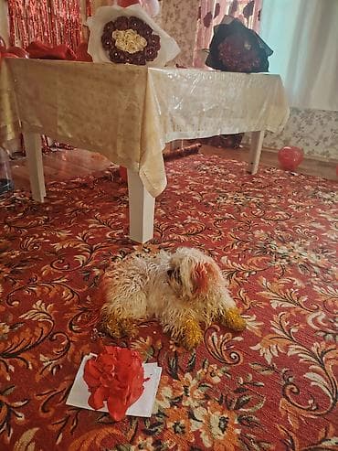 dekorativ daş: Şirin, kiçik ölçülü, uzun tüklü it - Cins: kiçik dekorativ tip — 5