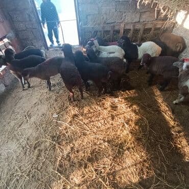 Salam hervaxdız xeyir saxlamlıq quzularm cxdı satqa isdiyen elaqe — 12