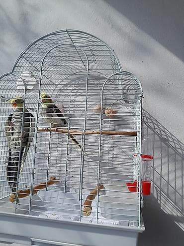 mal bazari: Salam iki ədəd erkən disidi üçün tam dəst qəfəs əla quslardi işimizlə — 3