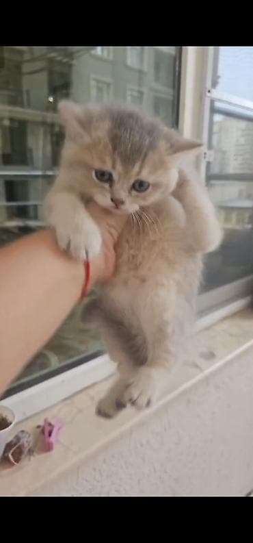 siyamski pişik: Britan, Erkək, Dişi, Yaxşı əllərə, Ünvandan götürmə, Ödənişli çatdırılma — 3