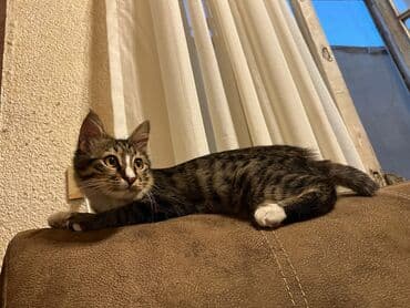 собачка в добрые руки: 🐾 Yaxşı əllərə 🐾 Tomi cəmi 5 aylıqdır. Bir ay əvvəl onu maşın — 2