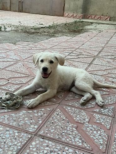 itle barter: 3 ay, Erkek, Ünvandan götürmə — 3