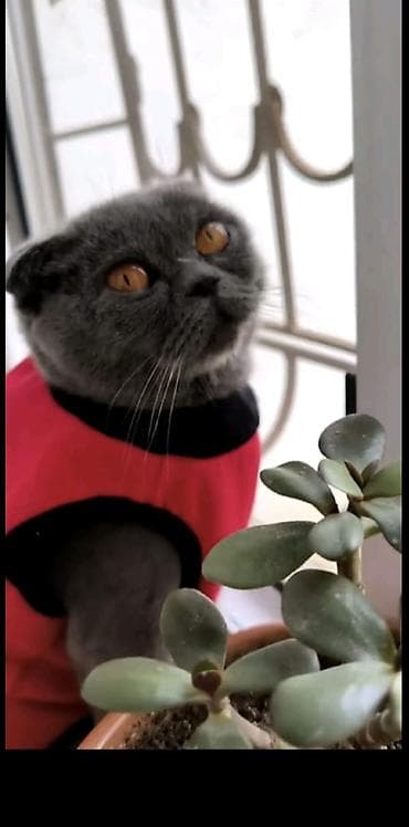 аниматоры баку: Sohotlandı Dişidir — 4