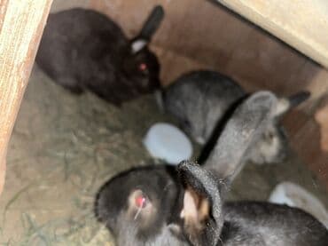 dovsanlar: Salam herr qiymete dovşanım var erkey dişi boğaz her boyda her sortda — 4